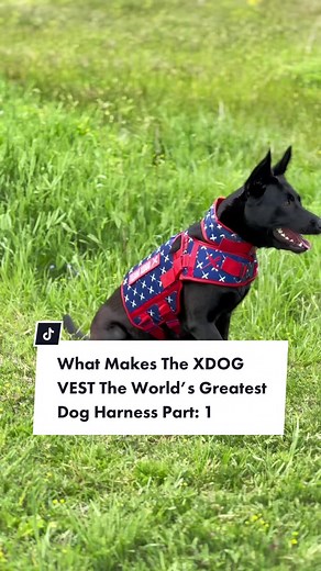 What makes the XDOG VEST the World’s Greatest Dog Harness Part: 1 1.) It helps improve your dog’s overall health! #xdog #dogharness #dogtraining #dogtrainer #xdogvest #dogmom #dogdad