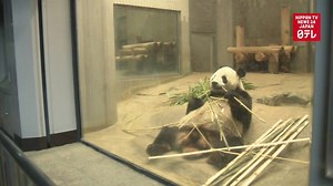 1.3K views · 47 reactions | Visitors flock to Ueno Zoo in Tokyo to view giant pandas a day after a baby cub was born. | Nippon TV News24 Japan | Facebook