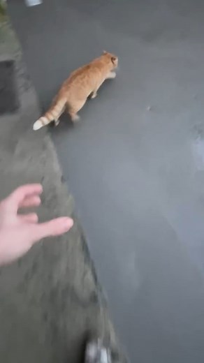 725K views · 5.4K reactions | He's adding value to the place! #Cats #OrangeCats #HomeImprovement | Try Not to Laugh | Facebook