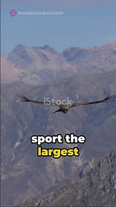 What is the difference between a vulture and a condor? #shorts #viral #animals #education