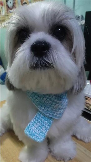 Diy knitted scarf for dog🧣❤️