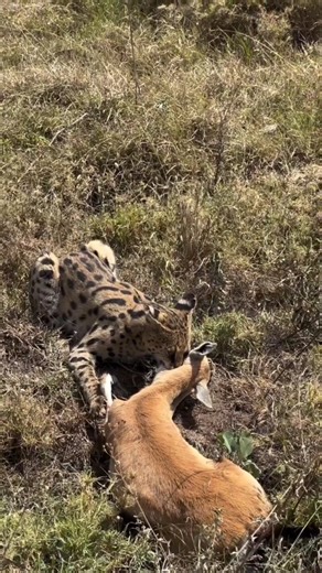 Tanzania Inside and Safari | A rare moment in the wild Servals cats are known for hunting small prey like rodents and birds but every once in a while, nature surprises... | Instagram