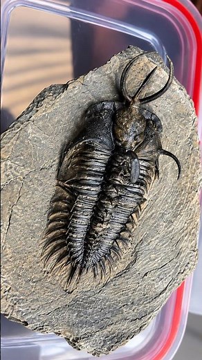 Walliserops hammi - One of Morocco's Rarest Trilobite Fossils