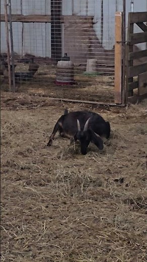 Goat birth caught on camera! Happy and healthy Nubian/Kiko doeling! #warning #goat #birth