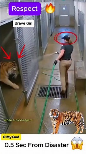 Brave Keeper's Narrow Escape From Tiger #zoo #cctv #wildlife