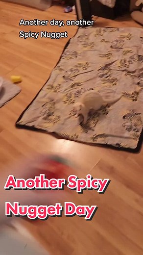 FuffyFerrets on TikTok