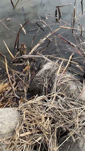 Castor mound set in riprap using 330 body grips to catch hairy beavers