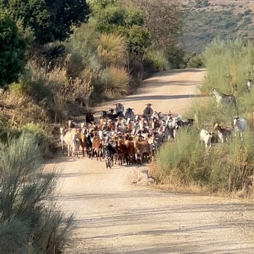 Andrew Rowe on Reels