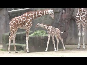 Milwaukee County Zoo Reticulated Giraffe Desmond