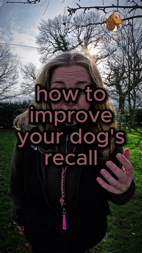 If you're struggling with your dog's recall, you need to make the fun be around you! So that means every time they are around you, they are having fun! #dogtraining #dogtrainingtips #dogtrainingadvice #spaniel #recall