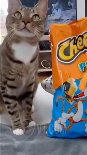 He Just Wanted Some Damn Cheetos 😾🧡