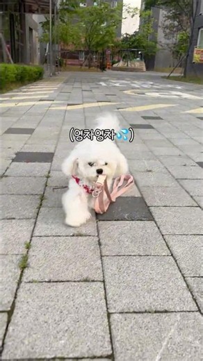 산책 중 걷기를 거부해서 이렇게 했더니? #강아지