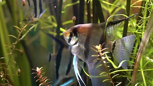 Angelfish - Pterophyllum Scalare Stock Footage SBV-307419794 - Storyblocks