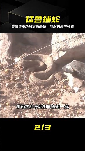 A weasel hunting a rattlesnake—this survival-of-the-fittest law of nature is truly awe-inspiring....