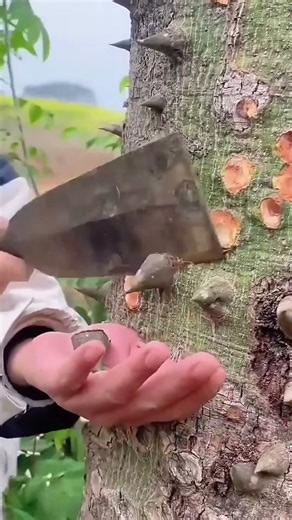 Easy Technique to Remove Hard Tree Bark Thorns Without Much Effort