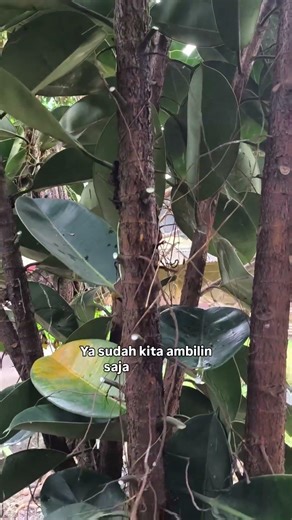 herbal untuk obat stroke. tanaman karet kebo atau ficus elastica #ficus #karetkebo