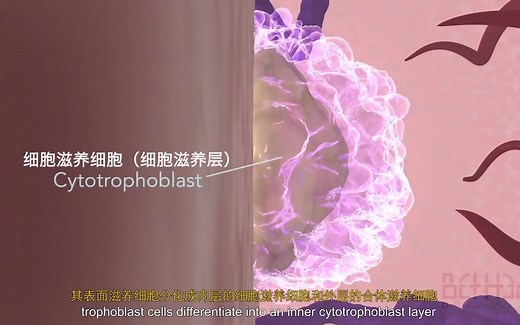 【Bethea Medical Media】胎盘的前世今生 The Placenta: Its Development and Function