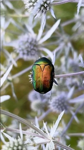 European Rose Chafer (Cetonia aurata) beetle sitting on a Blue Eryngo (Eryngium planum) plant