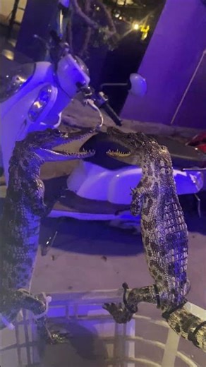 @crocodile_tv_show funny crocodile moments advanced music training#funny #crocodile #moments