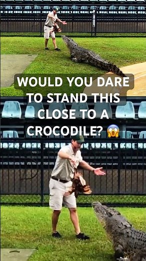 Real Crocodile Feeding up Close! #AustraliaZoo 🇦🇺