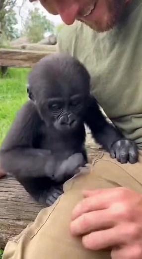 339K views · 10K reactions | Baby Gorilla | Homemade & Heart recipes | Facebook