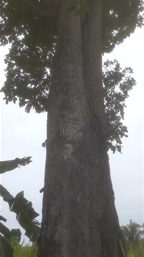 1 de novembro de 2025