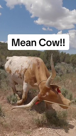 Loading up cows on the desert is always a good time! #horse #cowboy #fyp #action #adventure