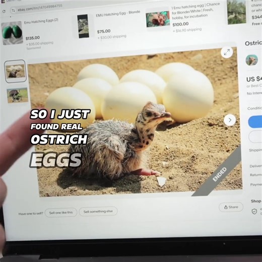 Successfully Hatching 10 Ostrich Eggs: A Farming Journey