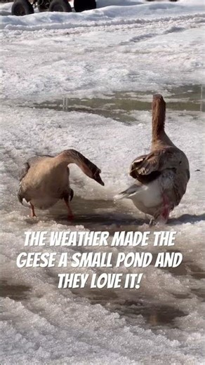 The geese were SO happy snow melted 😂