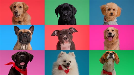 The American Kennel Club released the top dog names for 2025. See what paw-pular names that made the cut. | azcentral