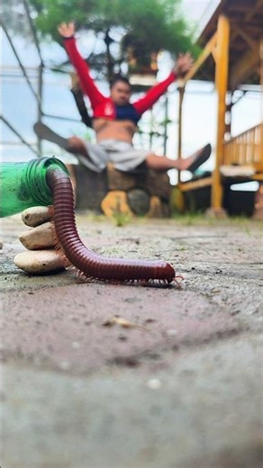 Place the jelly in front of the centipede bottle and see what happens #millipede #shortvideo