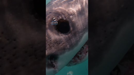 Young great white checking out the camera