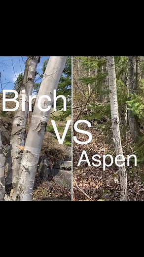 There are also other difining factors, but these are the most visually obvious cues. #birch #aspen #tree #treeidentification #planttiktok #gardenguy