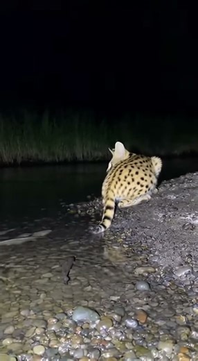 Just a Tail Wiggle and the Fish Comes? Cat’s Trick Is Hilarious!#Cat #TailTrap #FunnyMoments