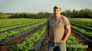 Pick Your Own Strawberries - Yoders' Farm - Rustburg Virginia
