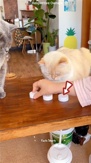 "Smart Black Cat Wins The Bottle Game 😺🏆 #catshorts #smartcat #facts