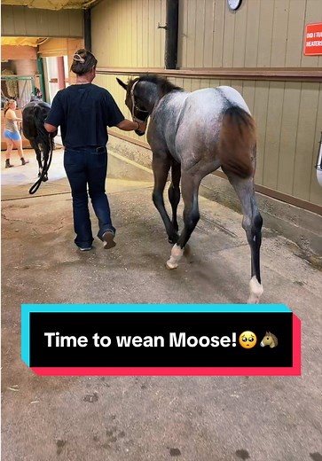 Time to wean Moose!🥺🐴 | Katie Van Slyke