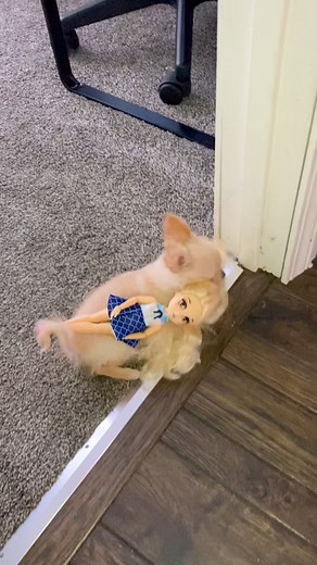 3.1M views · 10K reactions | Teddy was so funny when he was a little puppy! #puppylove #chihuahua #happydog #cute #dog #fyp | The chihuahua family | Facebook