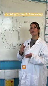 Scientific Drawing of Heart Dissection