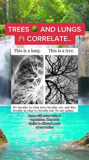 The Connection Between Trees and Lungs: A Fascinating Comparison