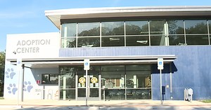 BARCS continues to adopt out animals, fundraise in new facility during the COVID-19 pandemic