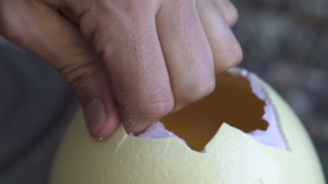 One of the biggest egg in the world is now ready for a plate!