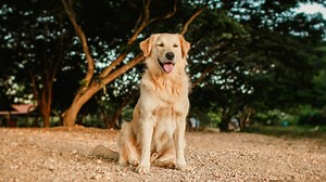 Voici le chien préféré des Français selon ce classement (et non, ce n’est plus le berger australien)