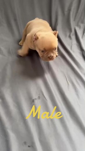 Yall aways ask for pups when they are gone Im giving yall a chance to updgrade your program or add a new member to your pack @john bridges380 #essentialbullykamp #jetsbulliez #dogshow #microbully #puppies #bullypuppy #fyp #explorepage #trending