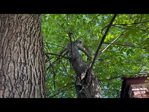 Huge Walnut Tree Trapped Between Buildings – Safe Removal