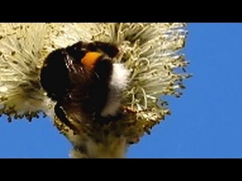 Bumblebee Buzzing - Sound Effect & Wild viola in the forest.