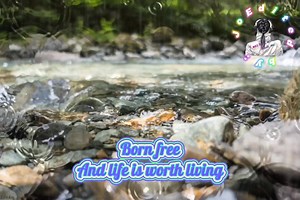 6.6K views · 133 reactions | BORN FREE Song lyrics By: Matt Monro Edited by: Jo #oldsongs | Jo Tata Roloos | Facebook