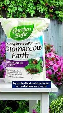 How to Get Rid of Carpenter Bees
