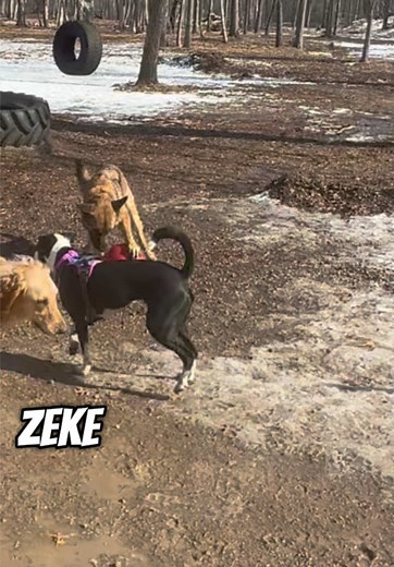 K9 Konvoy featuring Zeke: A Unique Canine Adventure