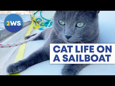 Cat Living on a Sailboat